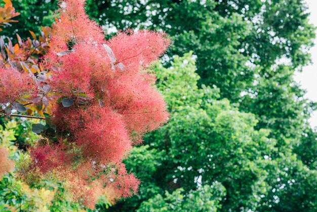 Árbol de humo arbusto australiano