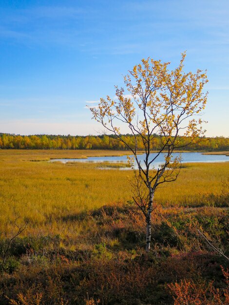 Árbol joven con hojas doradas en el fondo de un lago poco profundo y frondosos bosques