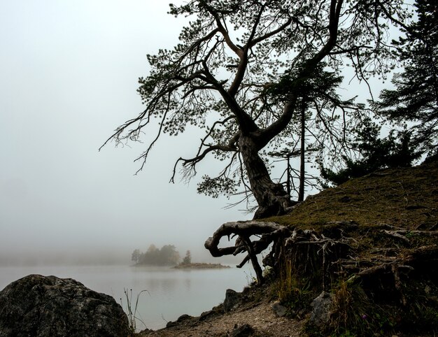 Árbol con un lago Zugspitze y un cielo brumoso en Eibsee