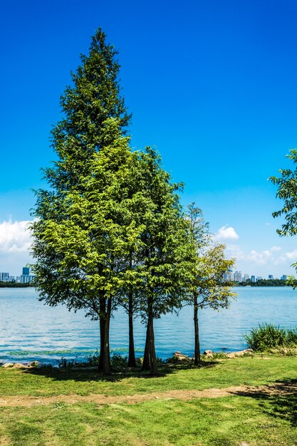 Árbol con el lago.