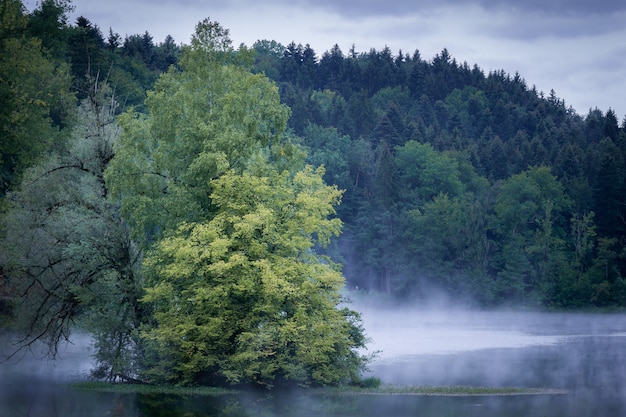 Árbol en medio del agua con una montaña boscosa