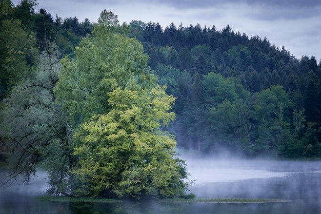 Árbol en medio del agua con una montaña boscosa