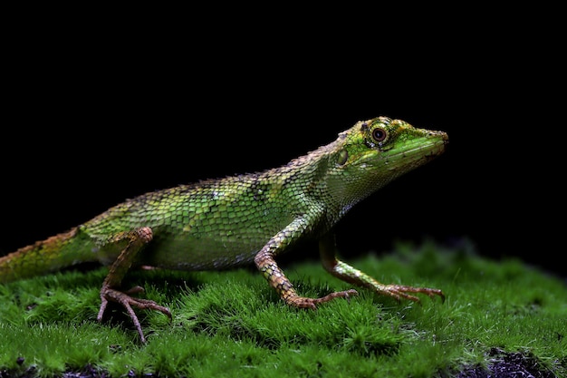 Árbol menor agamid pseudocalotes tympanistriga sobre musgo