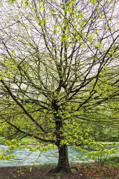 Árbol con muchas ramas por el río