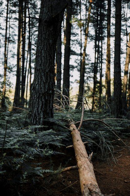 Árbol muerto en el bosque