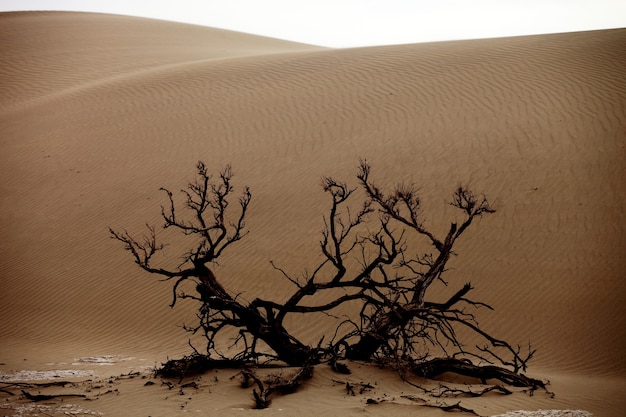 Árbol muerto en un desierto en Xinjiang, China