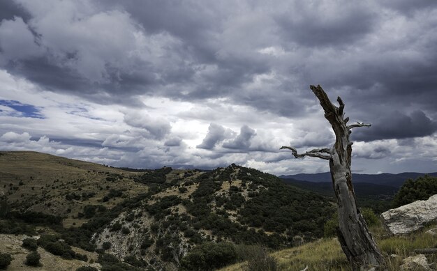 Árbol muerto en una montaña bajo un cielo nublado en España