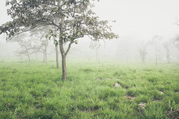 Árbol en la naturaleza