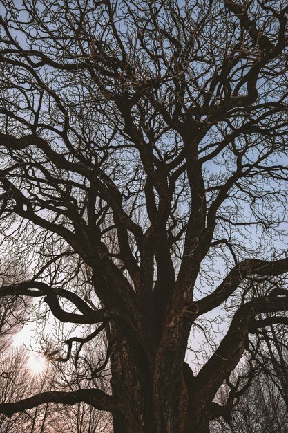 Árbol negro sin hojas