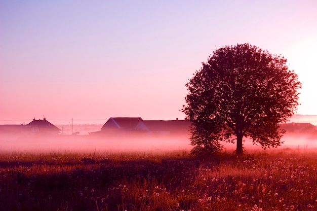 Árbol con niebla