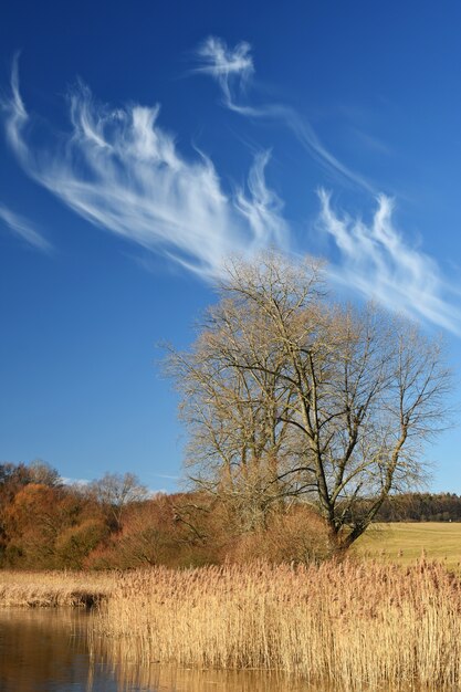 &quot;Árbol de otoño en el estanque&quot;