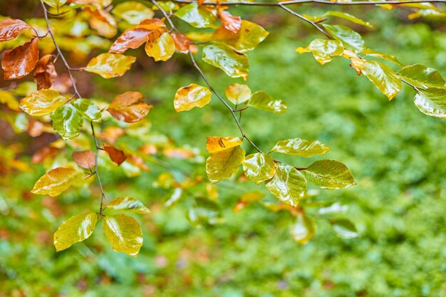 Árbol de otoño con hojas amarillas