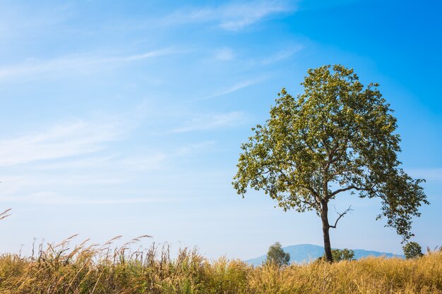 Árbol en otoño