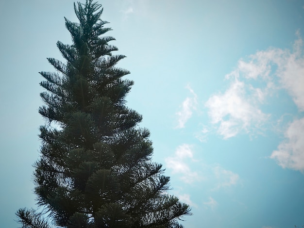 Árbol de pino con fondo de cielo azul