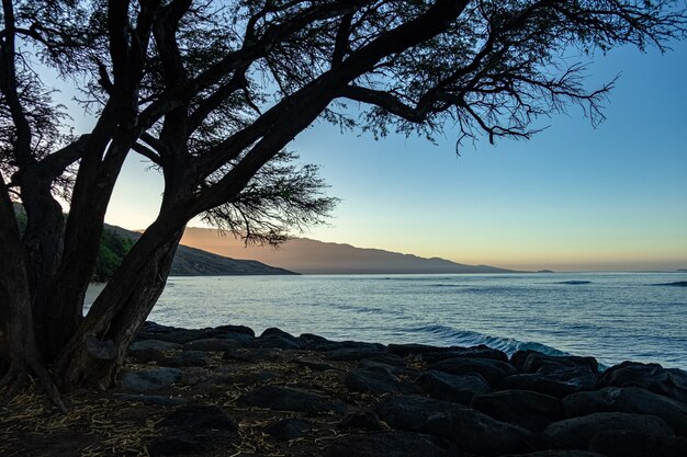 Árbol en la playa y un mar durante la puesta de sol