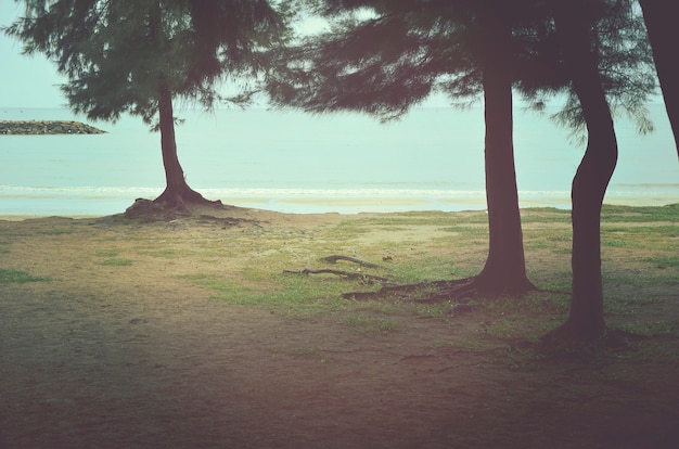 Árbol Playa Océano Costa Naturaleza