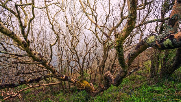 Árbol y rama