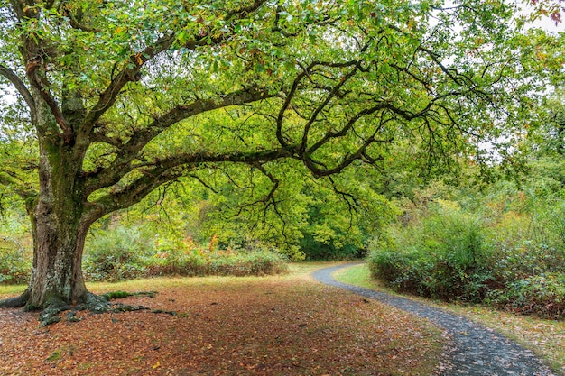 Árbol con ramas anchas y hojas verdes junto a un camino sinuoso en el bosque