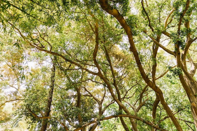 Árbol con ramas y hojas contra el cielo