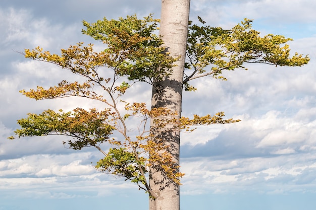 Árbol con ramas y hojas verdes durante el día.