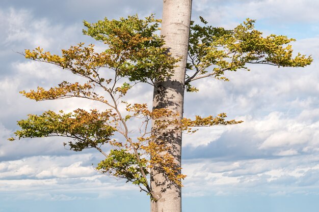 Árbol con ramas y hojas verdes durante el día.