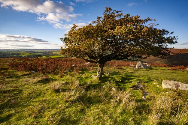 Árbol rodeado de vegetación bajo la luz del sol en el Parque Nacional de Dartmoor, Devon, Reino Unido