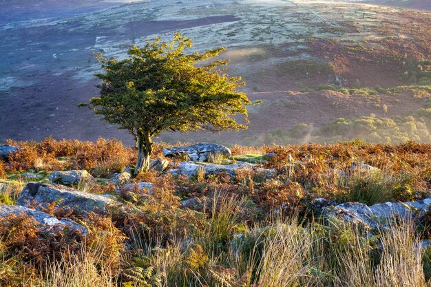 Árbol rodeado de vegetación bajo la luz del sol en el Parque Nacional de Dartmoor, Devon, Reino Unido
