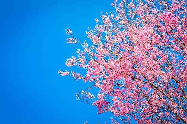 Árbol rosa fantástico con el cielo de fondo