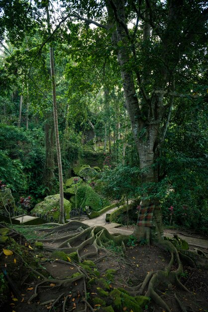 Árbol sagrado con grandes raíces