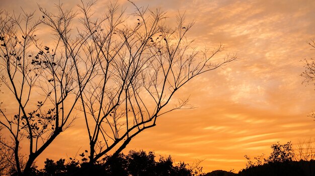 Árbol seco con nubes naranjas de fondo