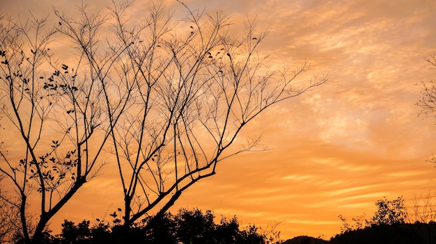 Árbol seco con nubes naranjas de fondo