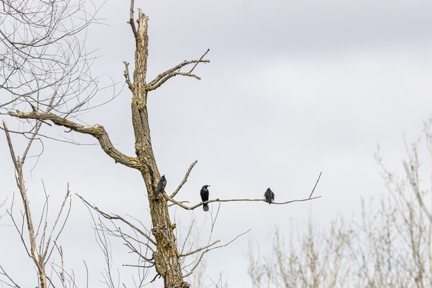 Árbol seco con pájaros en la rama.