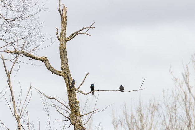 Árbol seco con pájaros en la rama.