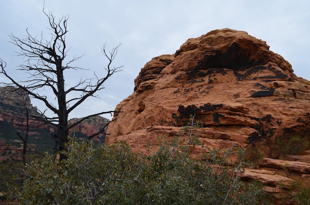 Árbol silueteado y una formación de roca roja