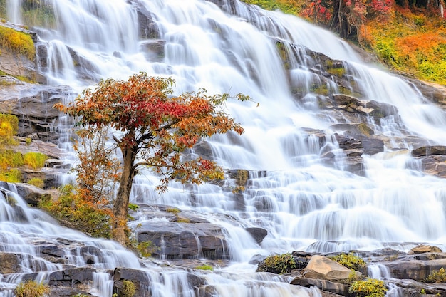 Árbol sobre fondo de cascada durante el otoño