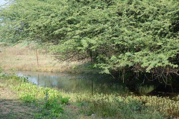 Árbol sobre un rio