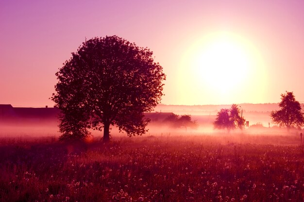 Árbol con sol grande