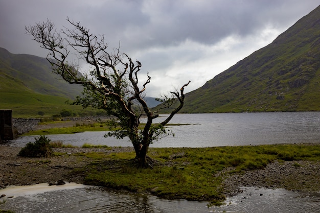 Árbol solitario azotado por el viento en doo lough, condado de mayo, república de irlanda