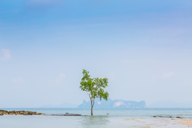 Árbol solitario con el mar de fondo