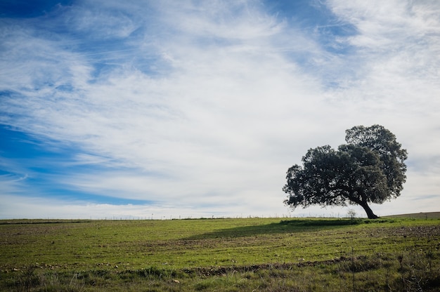 Árbol solitario en el valle bajo el cielo nublado