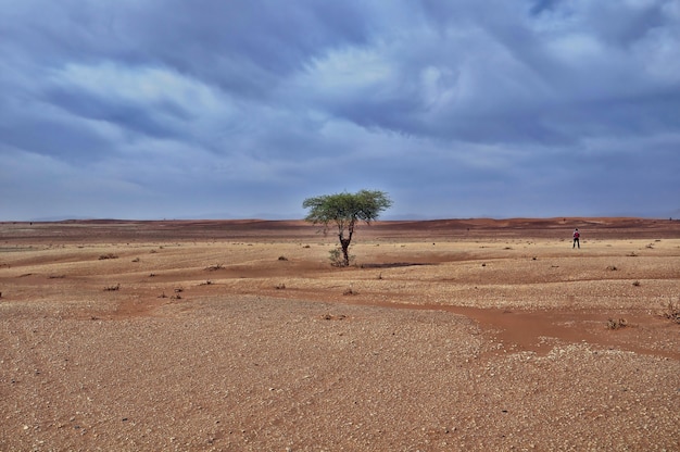 Árbol solitario en una zona desértica bajo el impresionante cielo nublado durante el día