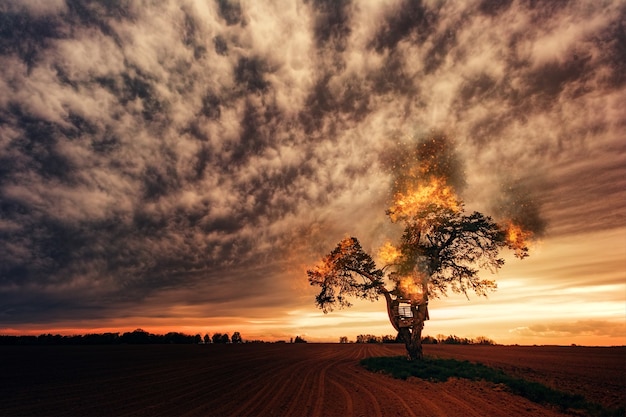 Árbol verde en campo marrón bajo el cielo nublado