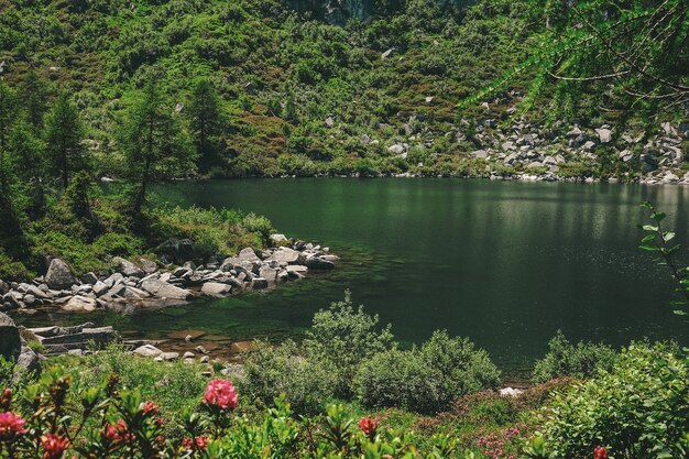 Árbol verde cerca del cuerpo de agua