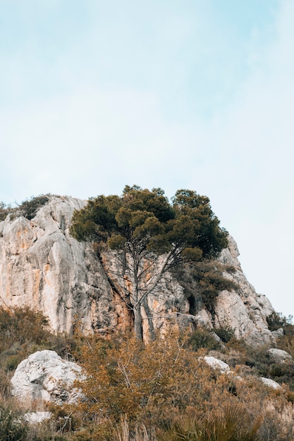 Árbol verde frente a la montaña rocosa contra el cielo azul