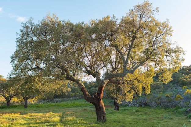 Árbol verde en primavera en Extremadura, España