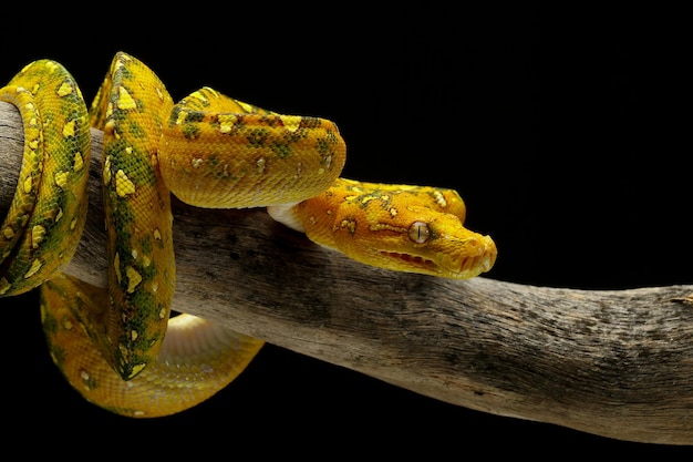 Árbol verde python juvenil closeup en rama con fondo negro