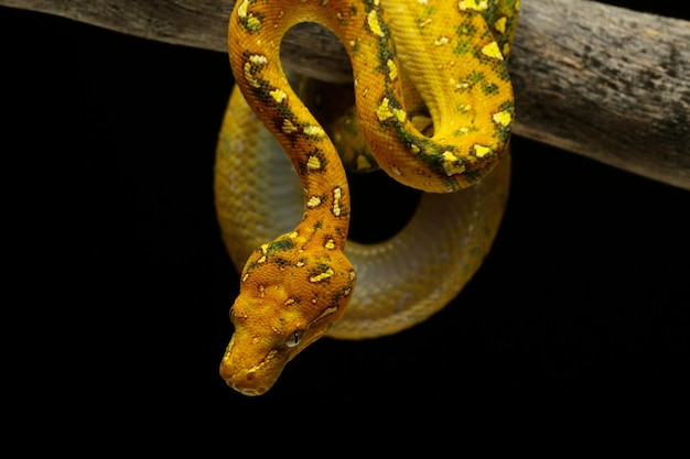 Árbol verde python juvenil closeup en rama con fondo negro