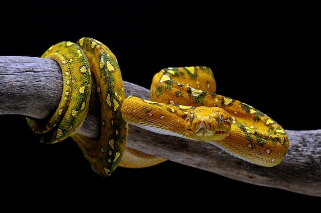 Árbol verde python juvenil closeup en rama con fondo negro