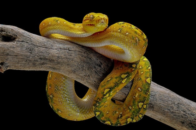 Árbol verde python juvenil closeup en rama con fondo negro