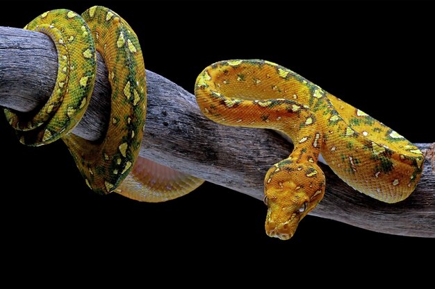 Árbol verde python juvenil closeup en rama con fondo negro